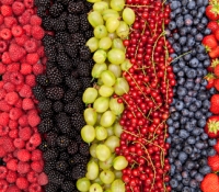 delicious fresh berries in a row